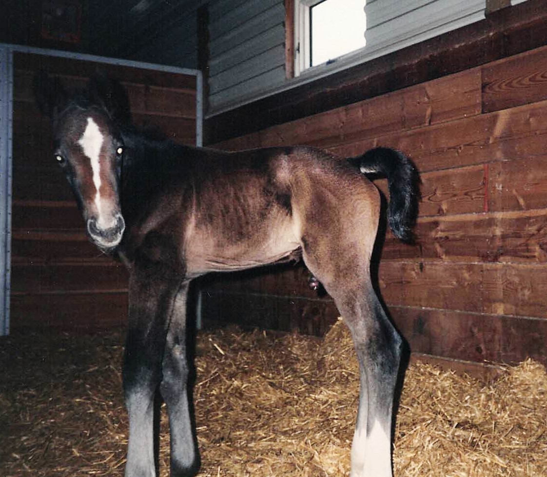 Why Not Willi April 1994