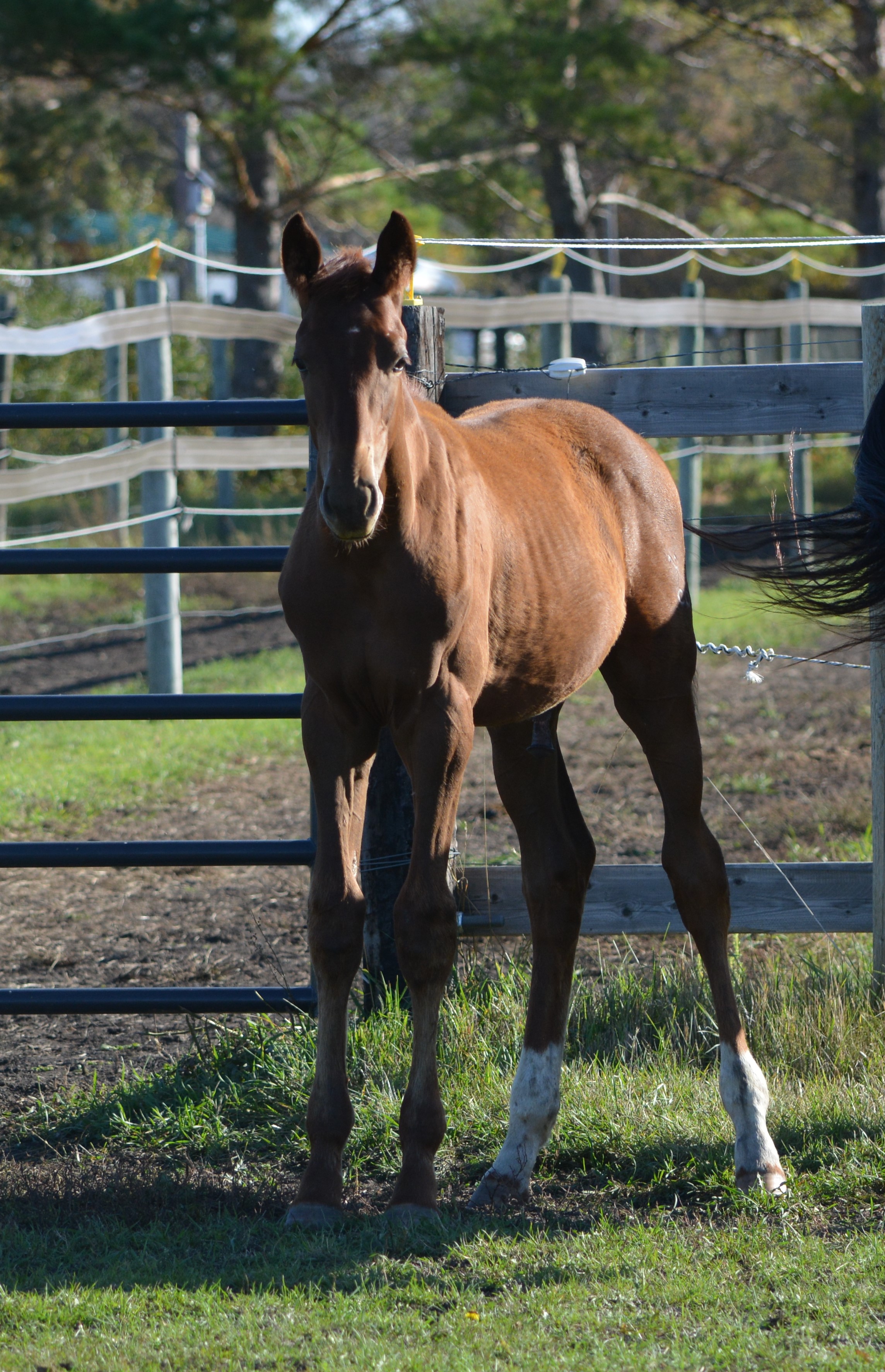 Horses For Sale Manitoba Hanoverian Stable