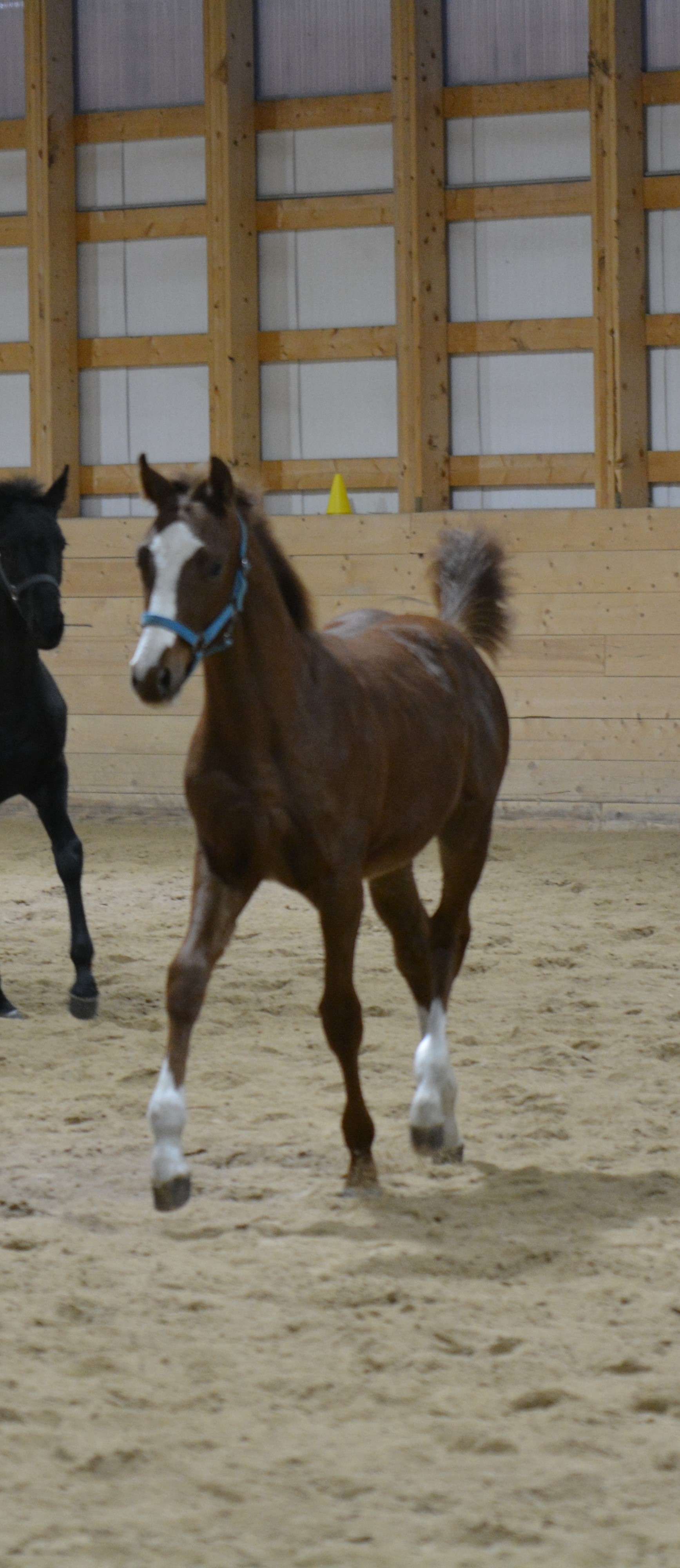 Horses For Sale Manitoba Hanoverian Stable