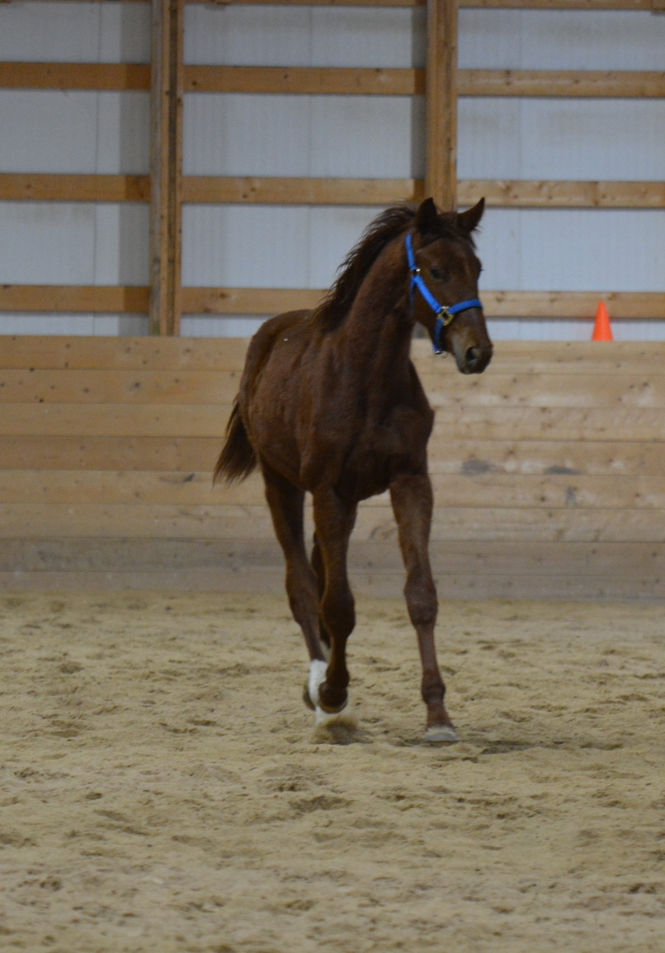 Horses For Sale Manitoba Hanoverian Stable